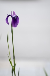 Iris, Standing Proud 