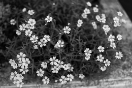 Snow in Summer 