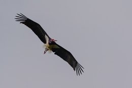 Cegonha-preta 