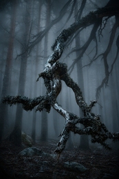 Senda de los abuelos del bosque_ 