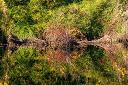 PRÓDIGA NATUREZA 
