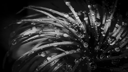 Metallic tears 