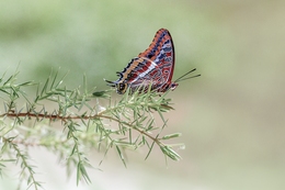 BORBOLETA DO MEDRONHEIRO Charaxes jasius 