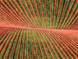 VINHEDOS NO ALTO DOURO 