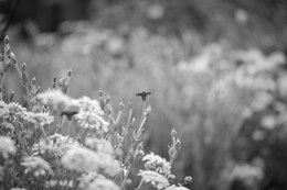 Rose campion 