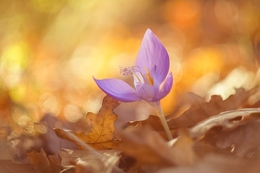 Helios 44m 