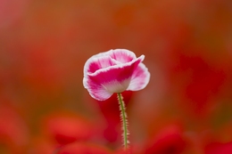 A Poppy 