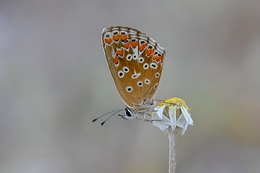 Borboleta-castanhinha 