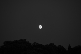 Rising Moon 
