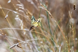 PAPILIO MACHAON 