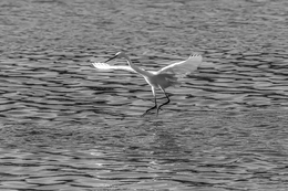 LANDING 