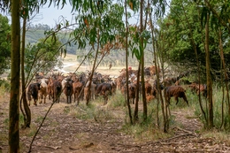 AS SAPADORAS DE MONTANHA 