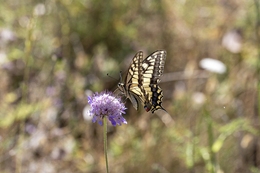 PAPILIO MACHAON 