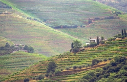 Na Vinha do Douro 