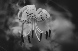 Lilium leichtlinii 