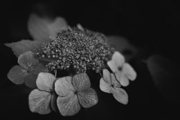 Hydrangea 