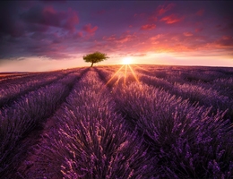 The Tree 