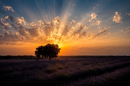 Brihuega, ocaso en los campos de lavanda. 