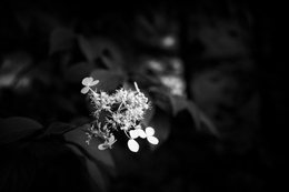 Hydrangea paniculata 