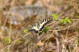 PAPÍLIO MACHAON 