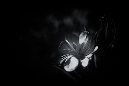 Nocturnal Beauty 