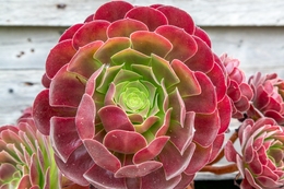 MANDALA 