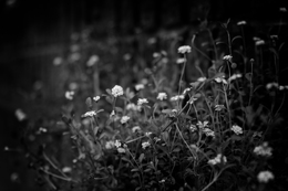 Lippia 