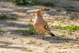 POUPA 