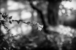 Abelia 