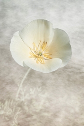 Ephemeral purity 