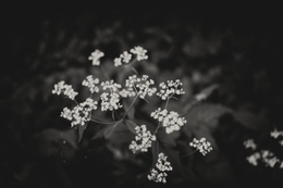 Patrinia villosa 