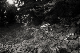 Patrinia villosa 