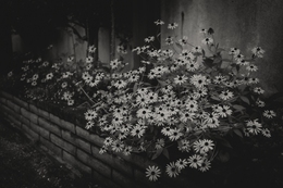 Rudbeckia 
