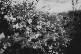 Abelia Hedge 