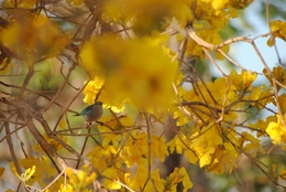 Among flowers 