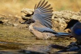 Pega-azul 