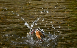 With the prey_ 