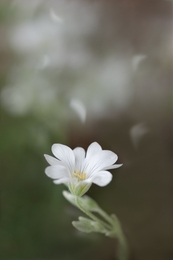 Scent of petals 