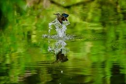 The Water Vessel Opens to a Blue Miracle. 