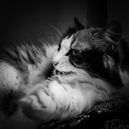 Ready to Bite You 