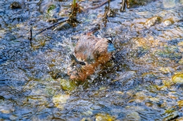 GAIO Garrulus glandarius  