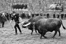 Concurso de gado 