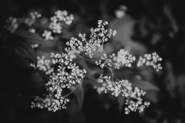 Patrinia villosa 
