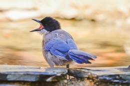 Pega-azul 