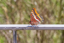 BORBOLETA DO MEDRONHEIRO 