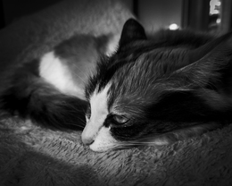 Melancholic Monday 