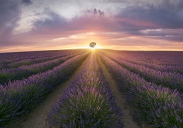 Lavanda 