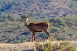 Veado 