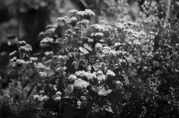 Mistflower 