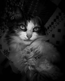 Am I cute? 